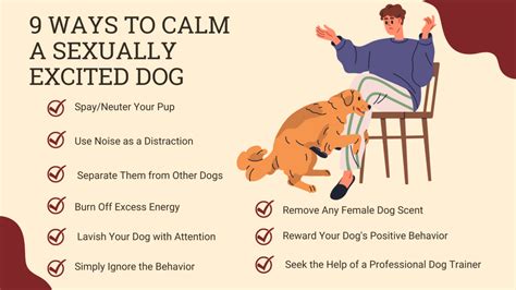 dog is horny|9 Ways to Calm a Sexually Excited Dog